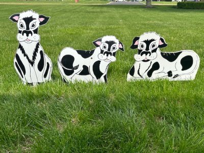 calf lawn signs rented with the Holy Cow birthday lawn sign